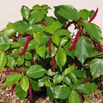 Acalypha, famiglia Euphorbiaceae, coltivazione e cura e coltivare