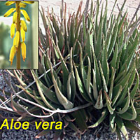 Aloe, famiglia Asphodelaceae, coltivazione e cura