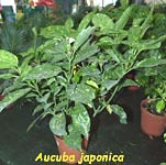 Aucuba, famiglia Garryaceae, coltivazione e cura