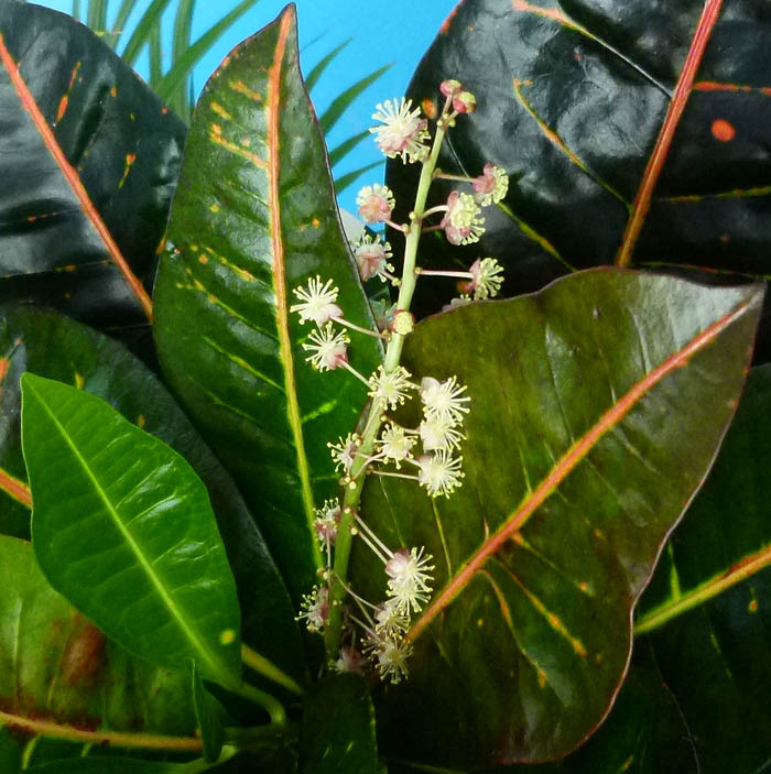 Croton variegatum o Codiaeum variegatum