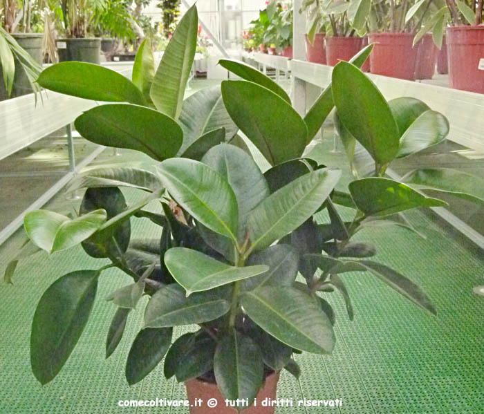 Ficus elastica Decora, coltivazione e cura