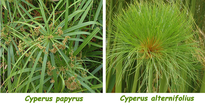 Cyperus, papiro, particolari foglia 