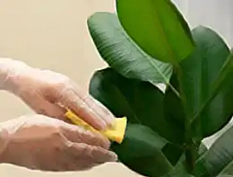 Come pulire le foglie delle piante