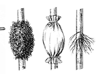 Margotta - Moltiplicazione delle piante per margotta