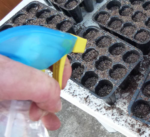 Come bagnare i semi in germinazione