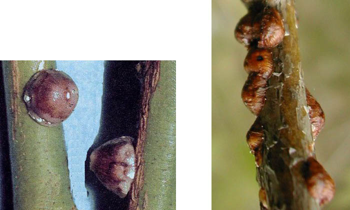 Cocciniglie brune, Famiglie: Margarodidae, Pseudococcidae, Coccidae o Lecanidae, Diaspididae