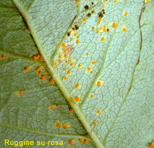 Ruggine su pianta di rosa, famiglia Pucciniaceae, Specie Puccinia