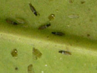 Tripidi, Thysanoptera, come infesta e rovina le piante e come combatterlo