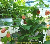 Abutilon, famiglia Malvaceae, coltivazione e cura e coltivare