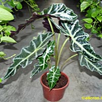 Alocasia, famiglia Araceae, coltivazione e cura