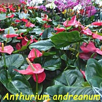 Anthurium, famiglia Araceae, coltivazione e cura