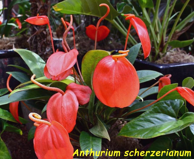 Anthurium scherzerianum