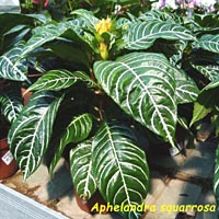 Aphelandra, famiglia Acanthaceae, coltivazione e cura