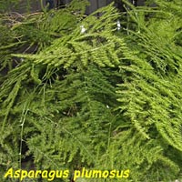 Asparagina, famiglia Asparagaceae, coltivazione e cura