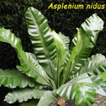Asplenium, famiglia Polypodiaceae, coltivazione e cura