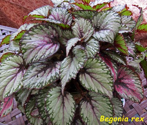 Begonia rex