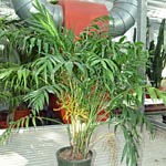 Chamaedorea, famiglia Arecaceae, coltivazione e cura e coltivare