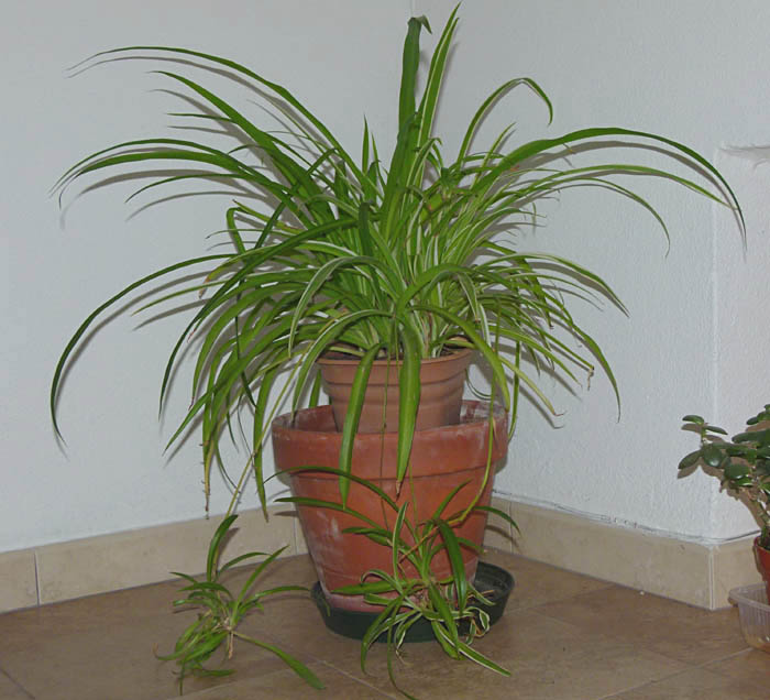 Chlorophytum comosum, coltivazione e cura
