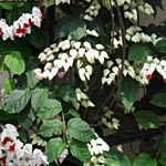 Clerodendrum, famiglia Lamiaceae, coltivazione e cura e coltivare