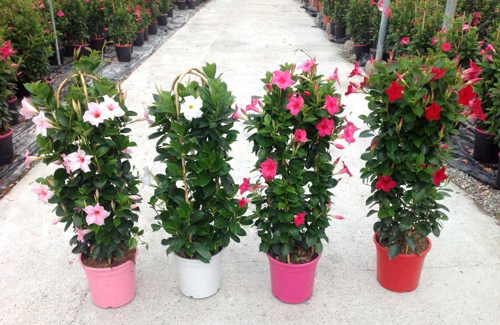Dipladenia Apocynaceae Coltivazione Della Dipladenia