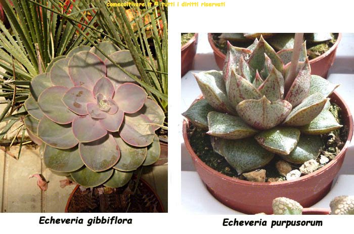 Echeveria, coltivazione e cura, Echeveria  gibbiflora P1050390, Echeveria purpusorum P1100707