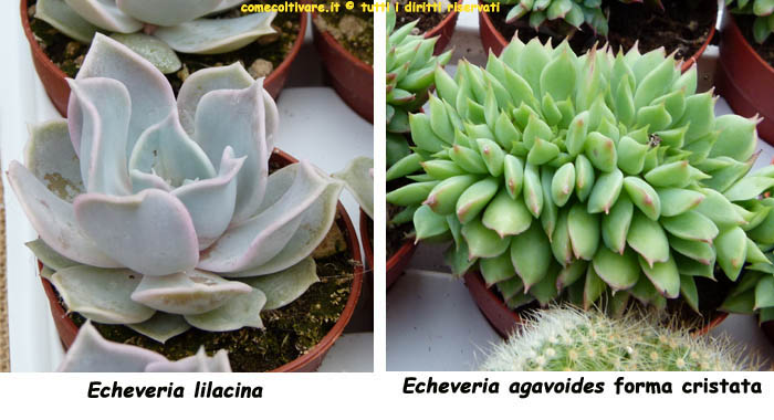 Echeveria, coltivazione e cura, Echeveria  lilacina P110650, echeveria agavoide forma cristata P1100621