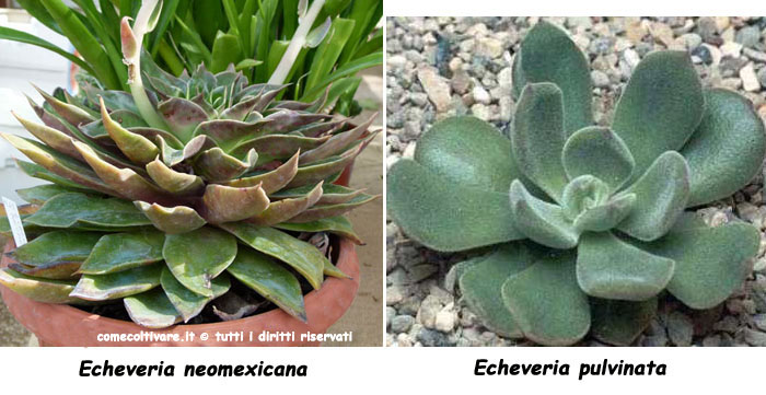 Echeveria, coltivazione e cura, Echeveria neomexicana P1110594, Echeveria pulvinata