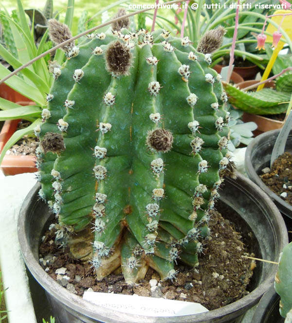 Echinopsis, coltivazione e cura, Echinopsis oxigona