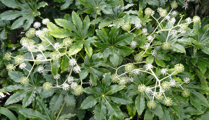 Fatsia japonica, fioritura