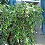 Ficus benjamina, famiglia Moraceae, coltivazione e cura
