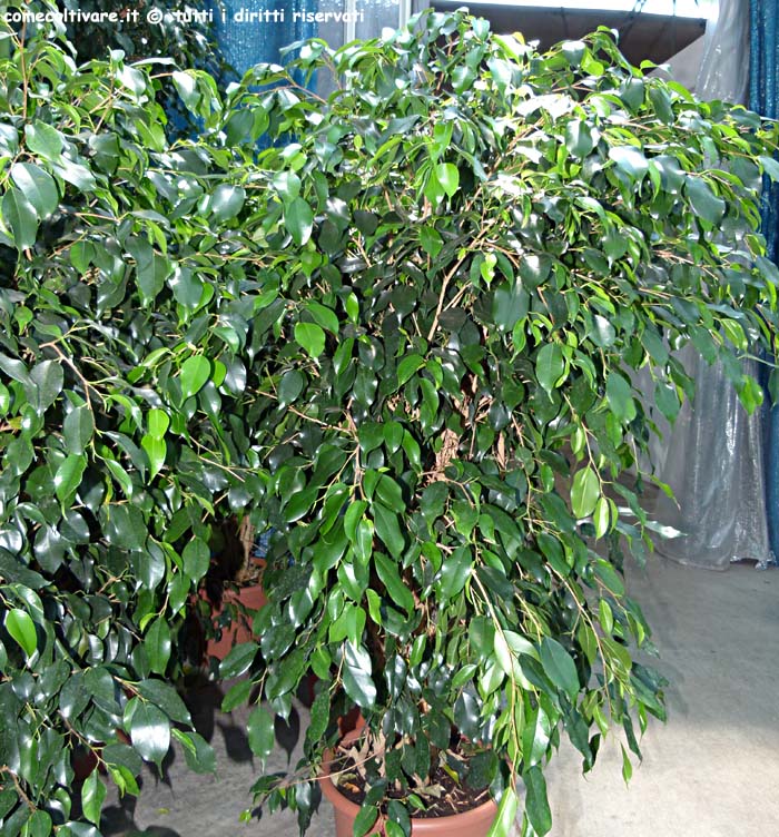 Ficus benjamina, coltivazione e cura