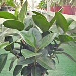Ficus elastica, famiglia Moraceae, coltivazione e cura