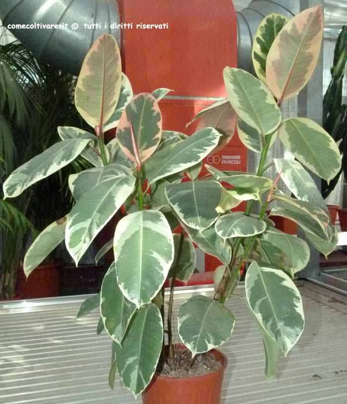 Ficus elastica Doescheri, coltivazione e cura