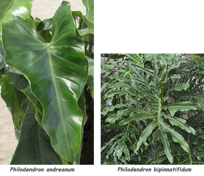 Philodendron bipinnatifidum e Philodendron andreanum