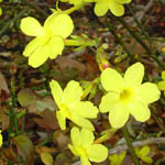 Gelsomino, Jasminum della famiglia delle Oleaceae, coltivazione e cura