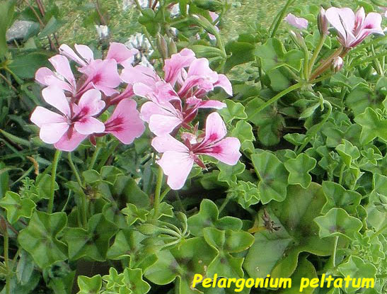 Pelargonium zonale a fiori rossi