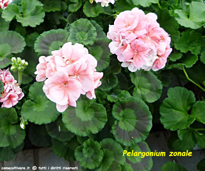 Pelargonium zonale a fiori rosa