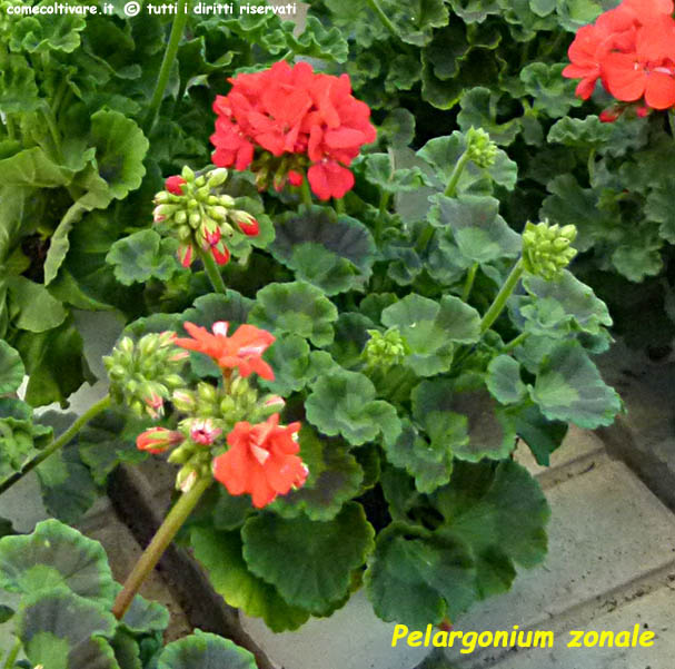 Pelargonium zonale a fiori rossi