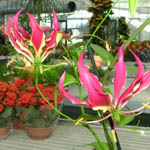 Gloriosa, Jasminum della famiglia delle Colchicaceae, coltivazione e cura