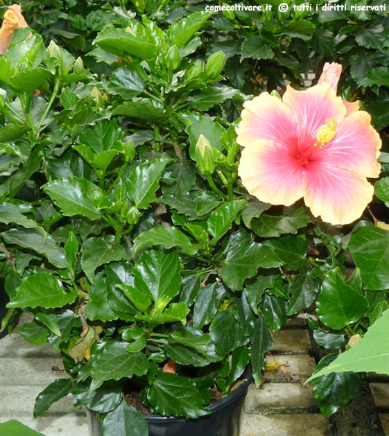 Hibiscus rosa-sinensis, coltivazione e cura