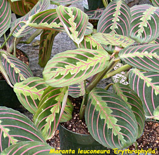 Maranta leuconera erythrophylla