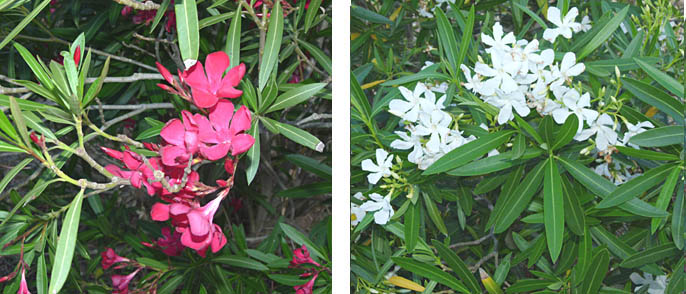 Oleandro, Nerium oleander (P1070423 e P1070422)