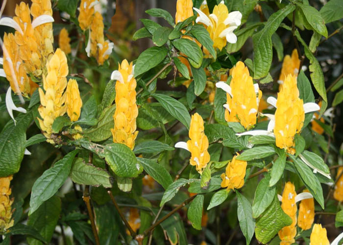 Pachystachys, coltivazione e cura