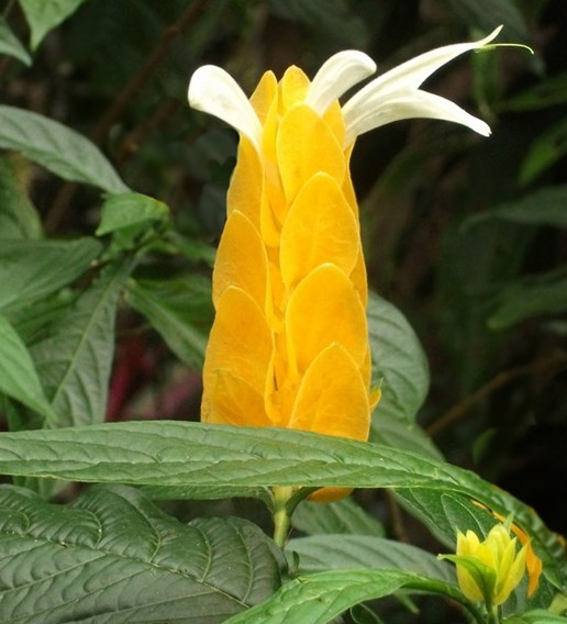 Pachystachys lutea