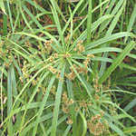 Papiro Cyperus, famiglia Cyperaceae, coltivazione e cura