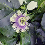 Passiflora, famiglia Passifloraceae, coltivazione e cura