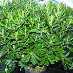 Pittosporo, Pittosporum, famiglia Pittosporaceae, coltivazione e cura