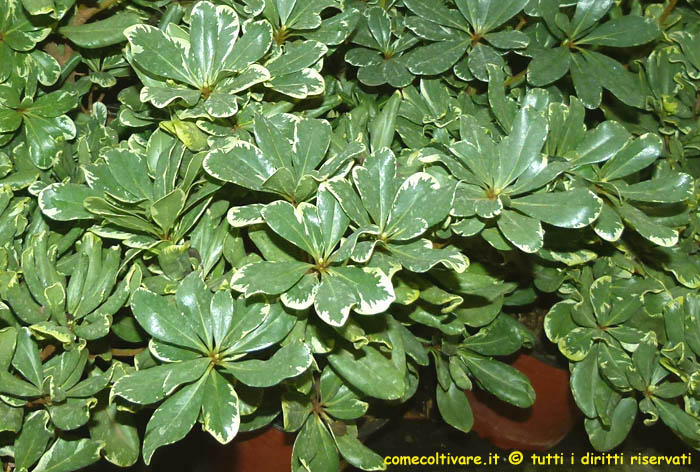 Pittosporum tobira variegatum