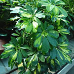 Schefflera, famiglia Apiaceae, coltivazione e cura