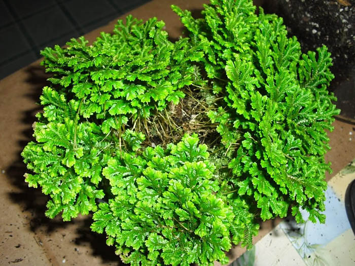 Selaginella kraussiana, coltivazione e cura